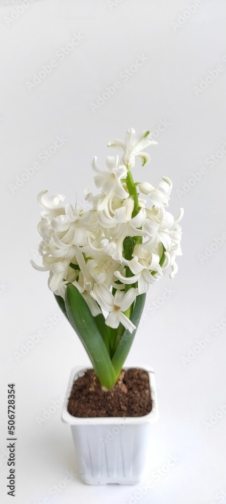 flower hyacinth white in a pot, spring flowers flower hyacinth white in a pot, spring flowers