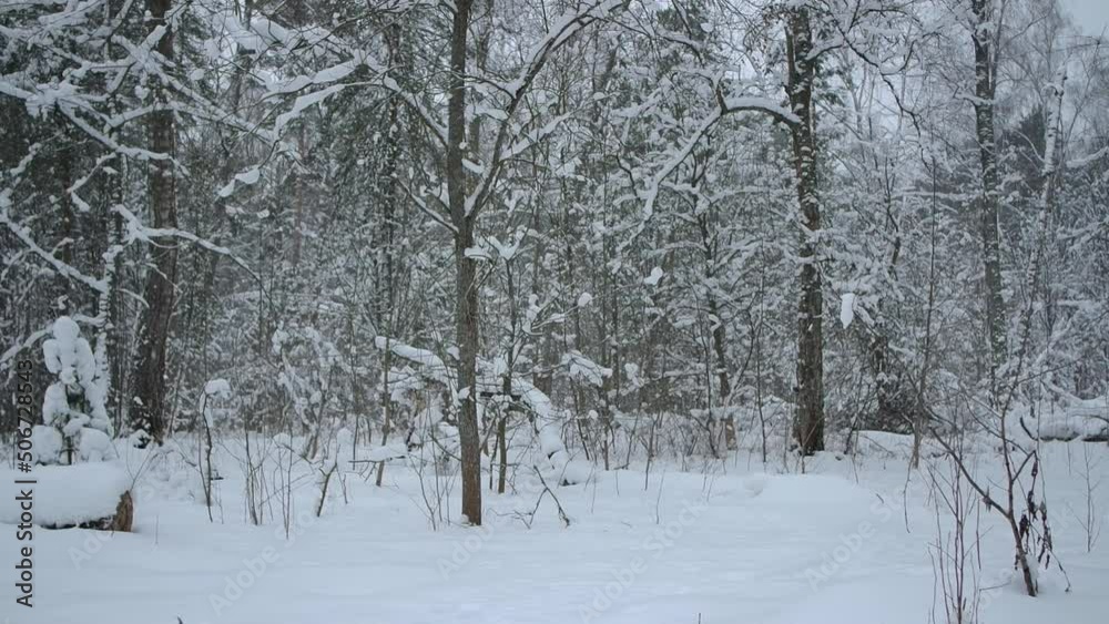 Snowfall in beautiful winter park. Fresh white snow in winter woods. Snowfall in beautiful winter park. Fresh white snow in winter woods.