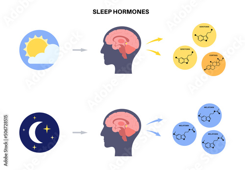 Sleep wake cycle