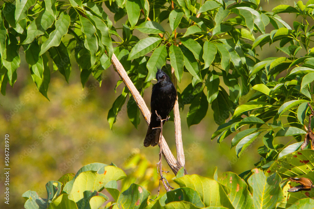 Maria preta de penacho - Birds from Brazil - Chapada dos Veadeiros Maria preta de penacho - Birds from Brazil - Chapada dos Veadeiros