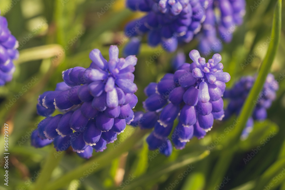 first flowers blue bells in the sun, background, screensaver, space for text first flowers blue bells in the sun, background, screensaver, space for text