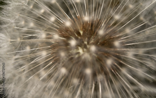Dandelion on a macro scale. Dandelion seeds close-up. Spreading common plants. © PhotoRK