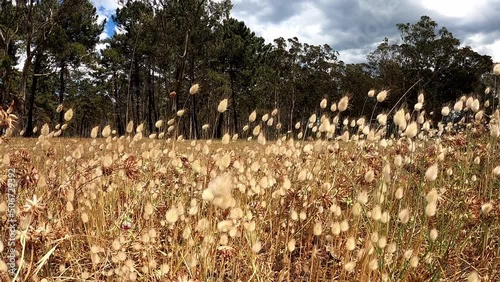 Lagurus ovatus or hare's-tail or hare's-tail grass or bunnytail wild plants swaying in the wind at the sand dune of the Rodiles beach,Asturias,Spain. photo
