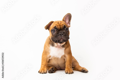 red french bulldog cute dog puppy. funny huppy animals on white background with copy space © yana136