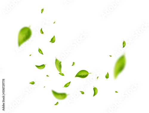 Flying green leaf. Organic cosmetic pattern. Fresh tea wind background. Vegan, eco, bio design element. Leaves vortex falling. Wave foliage ornament. Beauty product. Spring tree. Vector illustration