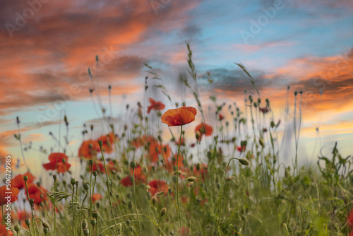 campo di papaveri al tramonto