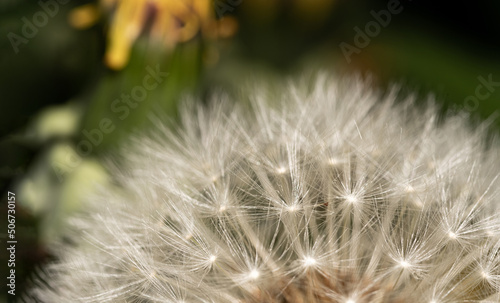 Dandelion on a macro scale. Dandelion seeds close-up. Spreading common plants.