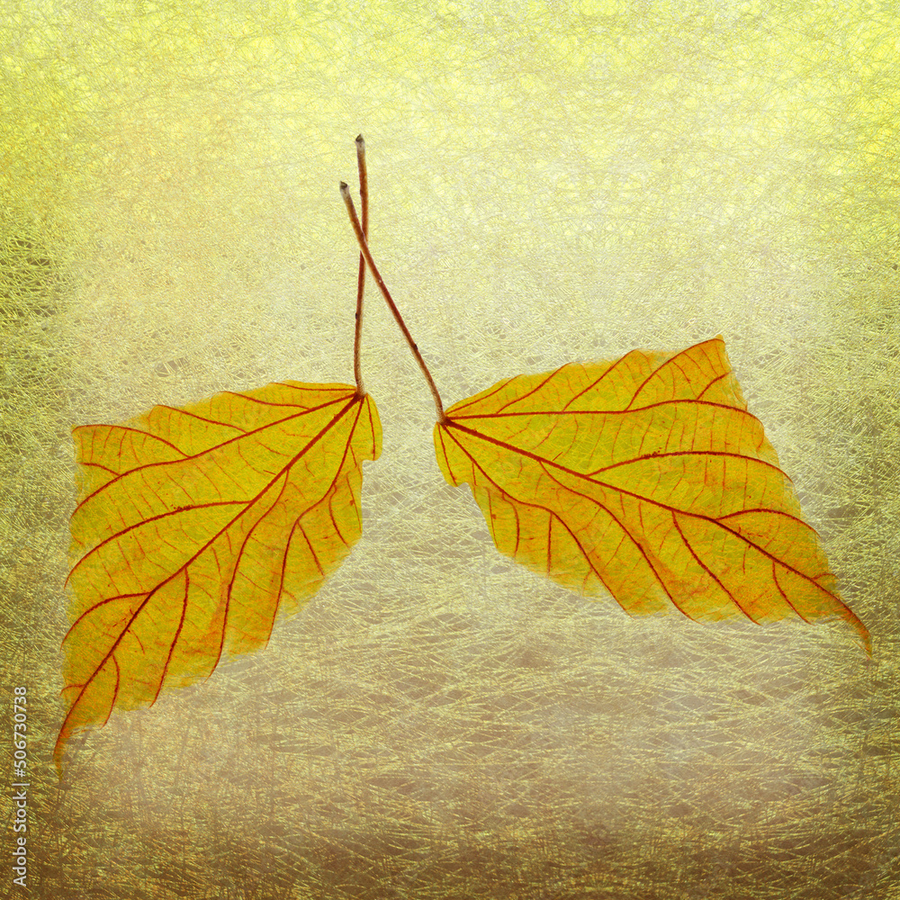 Obraz premium 黄色の落ち葉