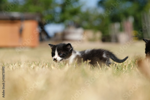 Kitten in yard grass outdoors, exploring as baby cat.