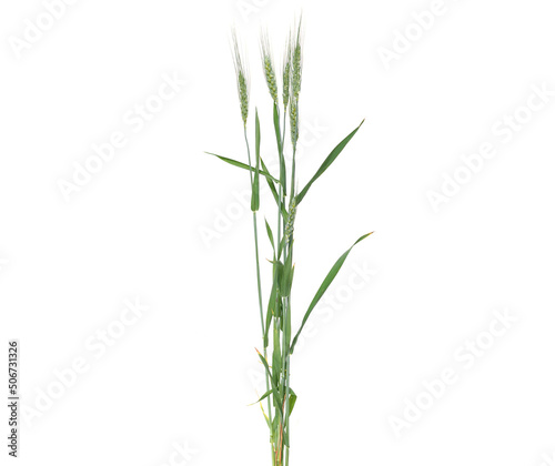 Green ears of wheat isolated on white