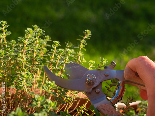 Hand cutting fresh thyme in herb garden with garden scissors | Balcony gardening photo