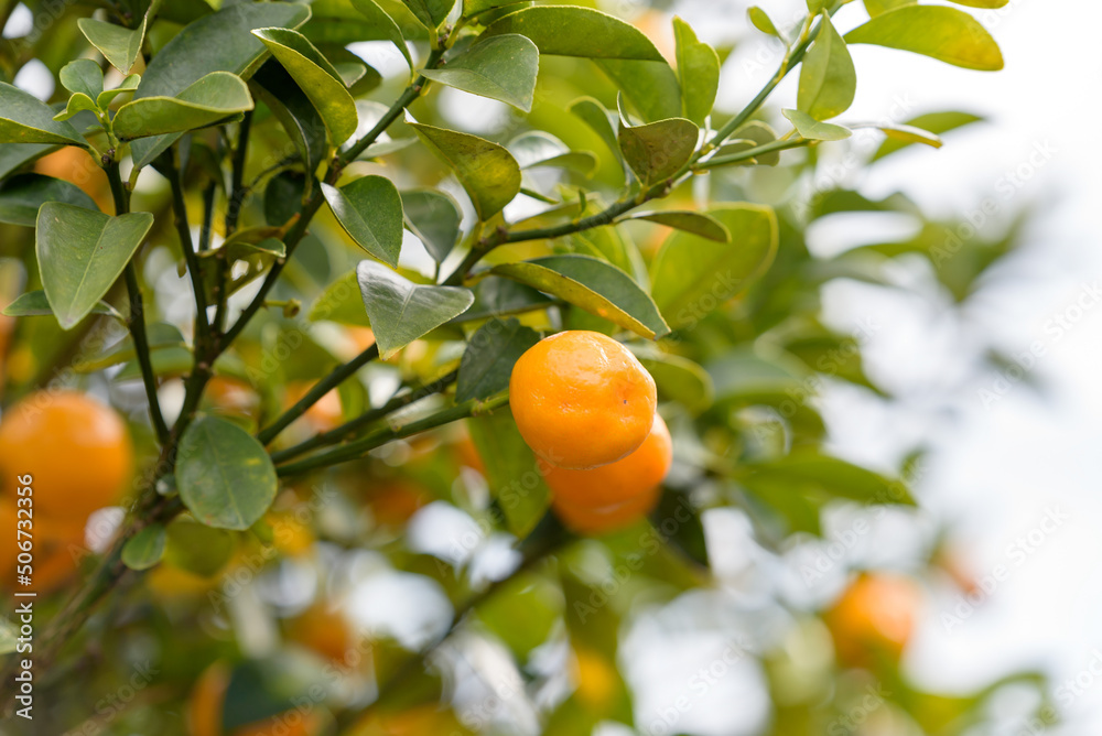 Fruits of Kumquat, on the tree