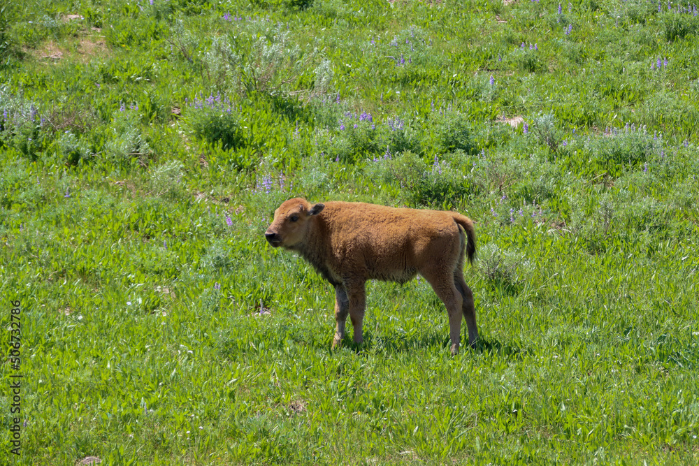 Fototapeta premium Baby Buff