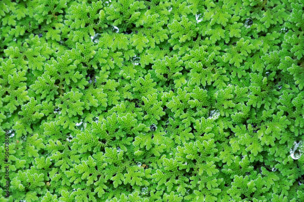 green floating Azolla Pinnata, a species of fern that is very useful for agriculture in many ways.