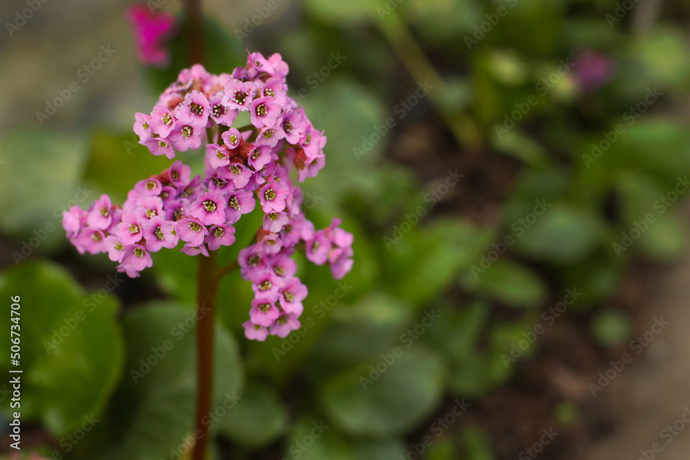 Pink Bergenia in the Spring Pink Bergenia in the Spring