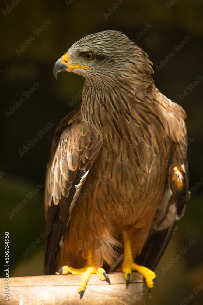 Fototapeta premium Aves cuidados en un zoo vasco