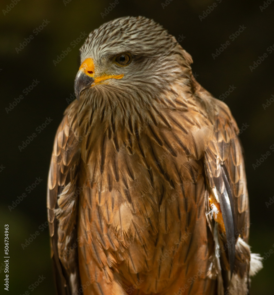 Fototapeta premium Aves cuidados en un zoo vasco