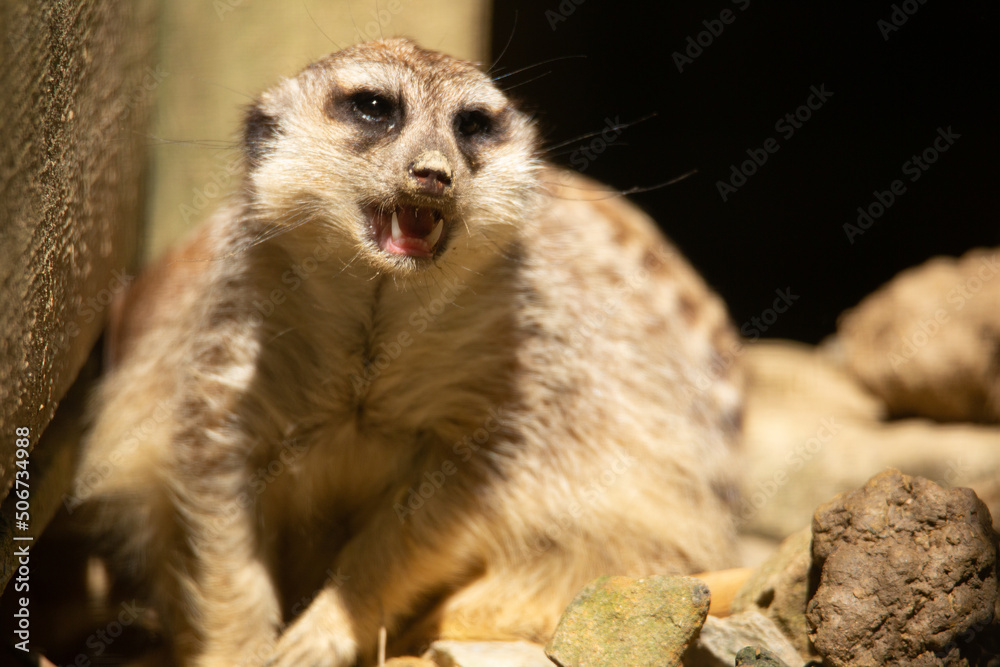 Suricata suricatta Suricata suricatta