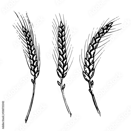 Wheat or Barley Ears. Hand drawn Vector sketch of Grain. Doodle illustration for Bread label in vintage style