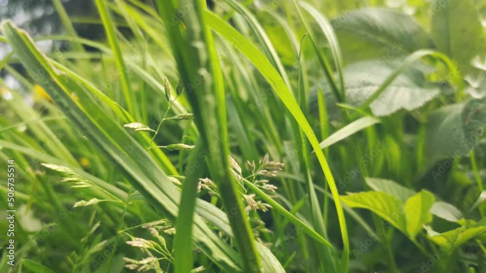Fresh green grass slowly sway by wind on the meadow. Summer concept. Fresh green grass slowly sway by wind on the meadow. Summer concept.