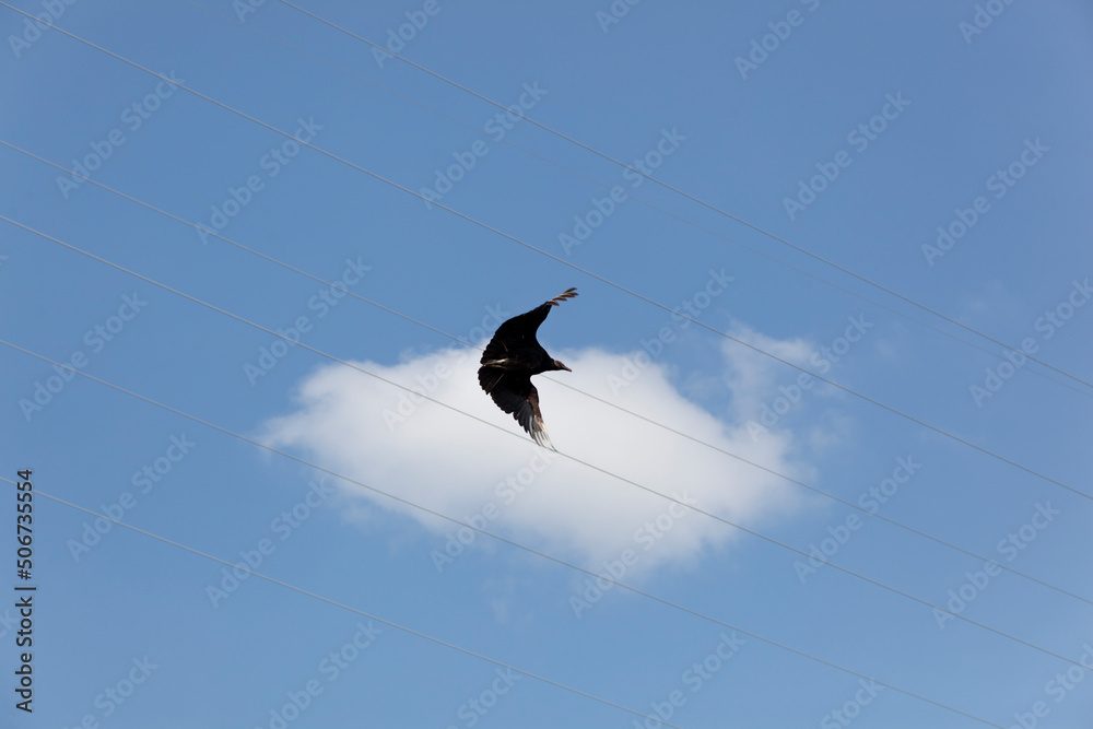 An American Black Vulture Flying in the blue sky.. An American Black Vulture Flying in the blue sky..