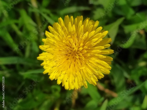 yellow flower