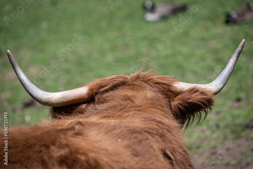 highland cow with horns © jkc916