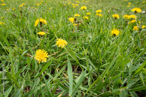 dandelions in the grass © Layn