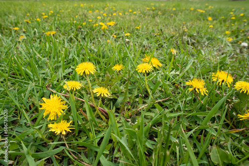 dandelions in the grass