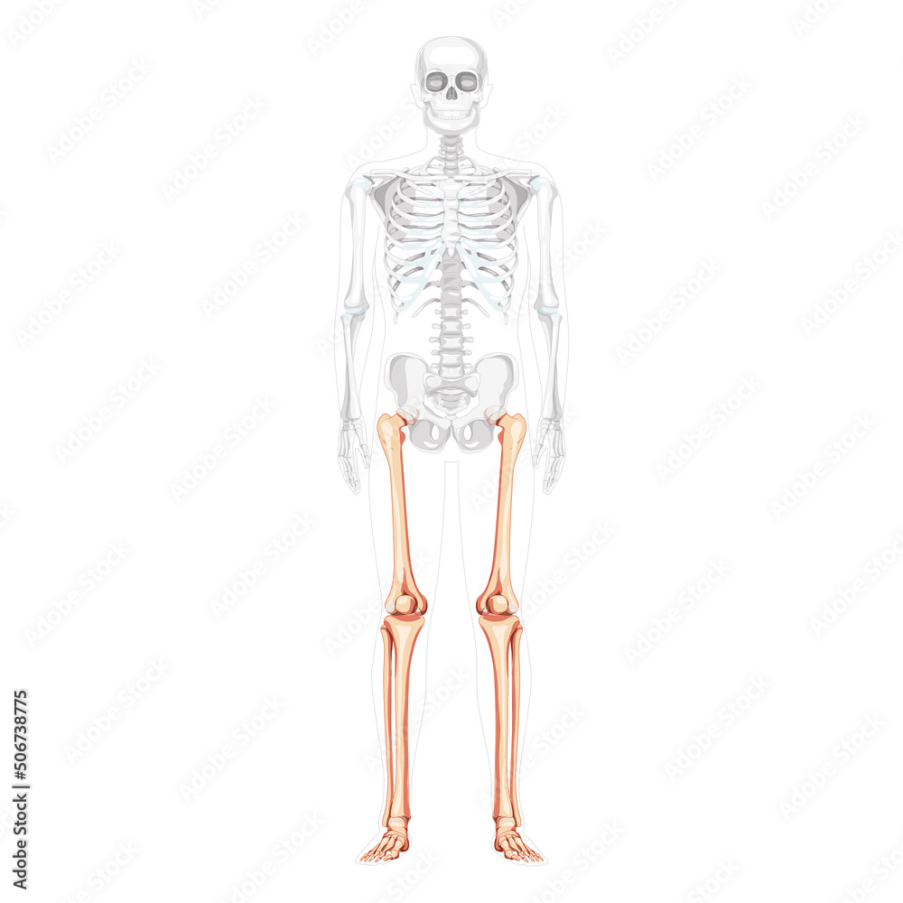 Skeleton Thighs and legs lower limb Human front view with partly transparent bones position. Femur, patella, fibula, foot realistic flat Vector illustration of anatomy isolated on white background
