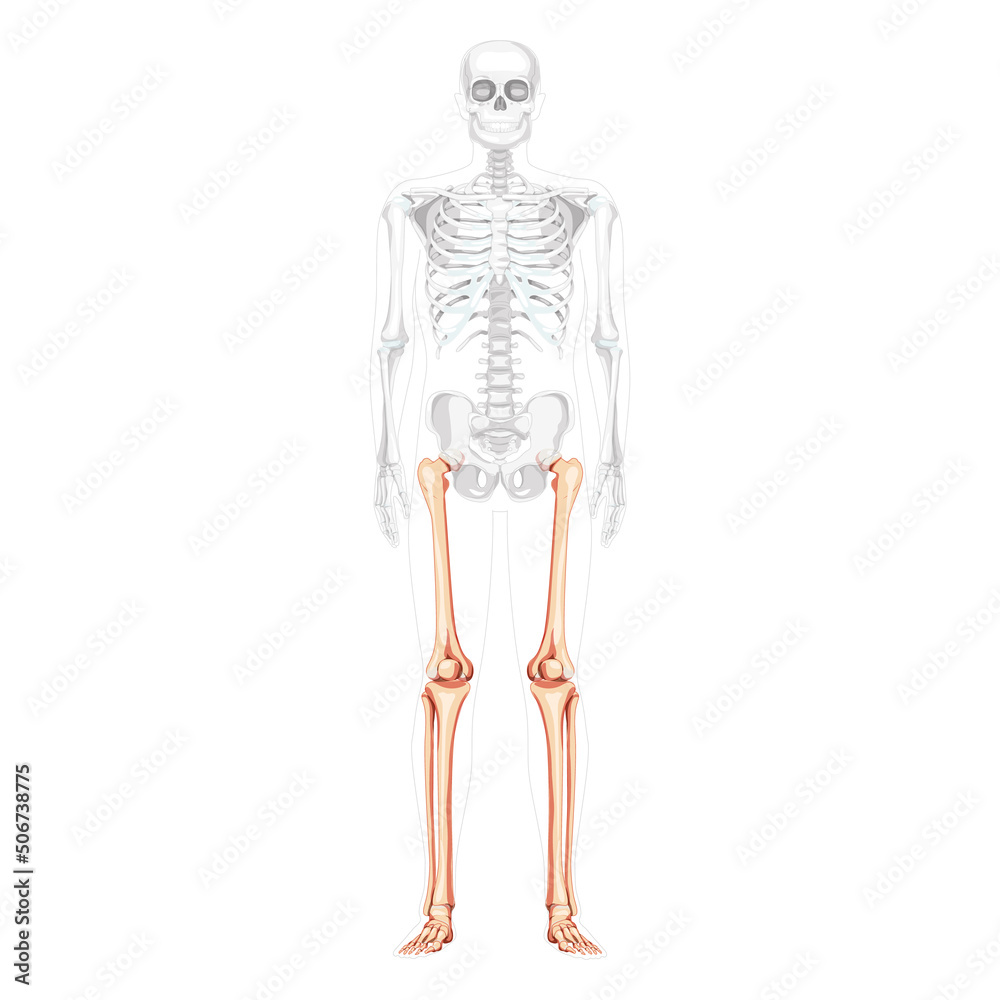 Skeleton Thighs and legs lower limb Human front view with partly transparent bones position. Femur, patella, fibula, foot realistic flat Vector illustration of anatomy isolated on white background Skeleton Thighs and legs lower limb Human front view with partly transparent bones position. Femur, patella, fibula, foot realistic flat Vector illustration of anatomy isolated on white background