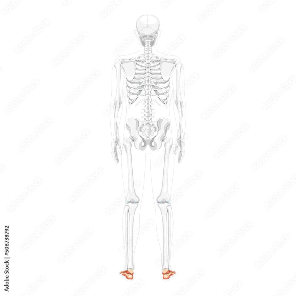 Foot ankle Bones Skeleton Human back Posterior dorsal view with partly transparent body position. Anatomically correct 3D realistic flat natural color concept Vector illustration on white background
