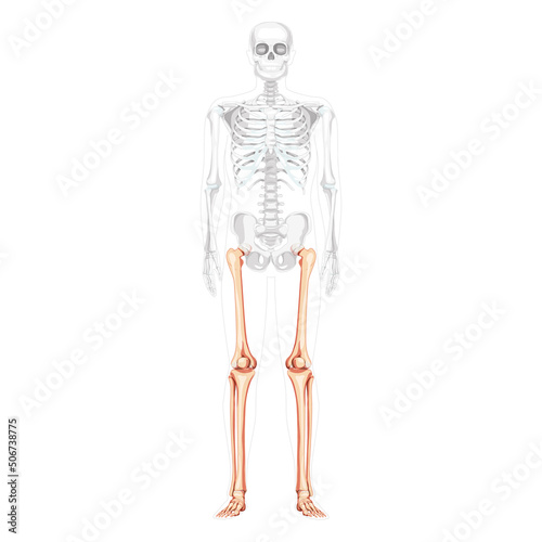 Skeleton Thighs and legs lower limb Human front view with partly transparent bones position. Femur, patella, fibula, foot realistic flat Vector illustration of anatomy isolated on white background