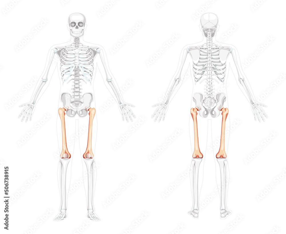 Skeleton femur thigh bone Human front back view with two arm poses with partly transparent bones position. Realistic flat natural color Vector illustration of anatomy isolated on white background