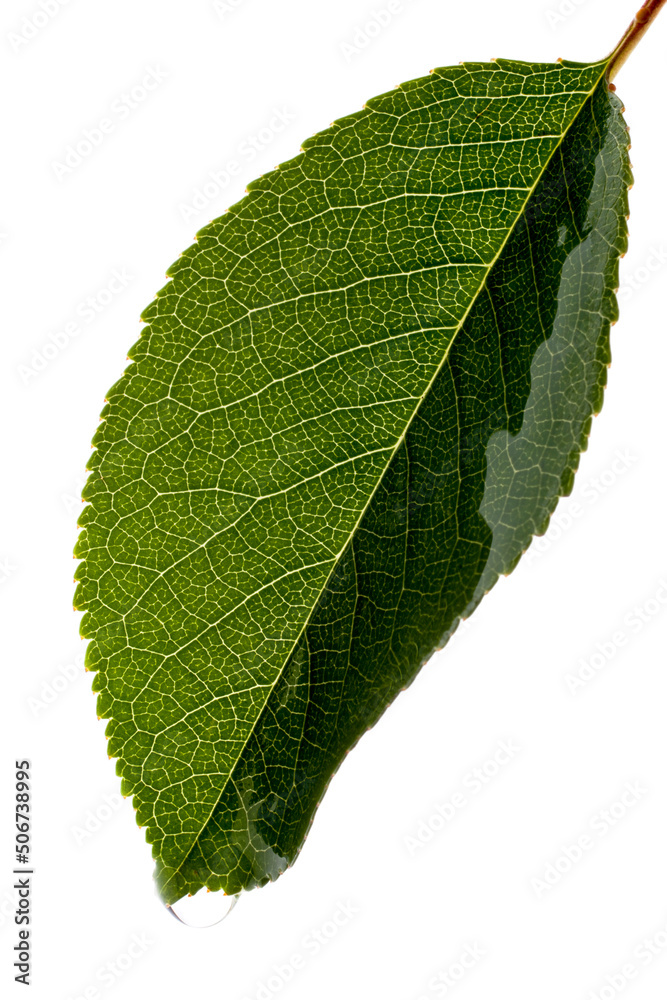 Fototapeta premium Green fresh Leaf dew drop isolated on white