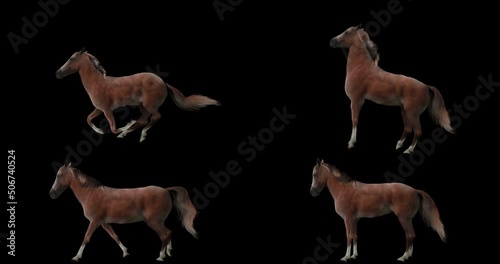 Set of red horse realistic animation. Isolated animal video including alpha channel allows to add background in post-production. Element for visual effects.