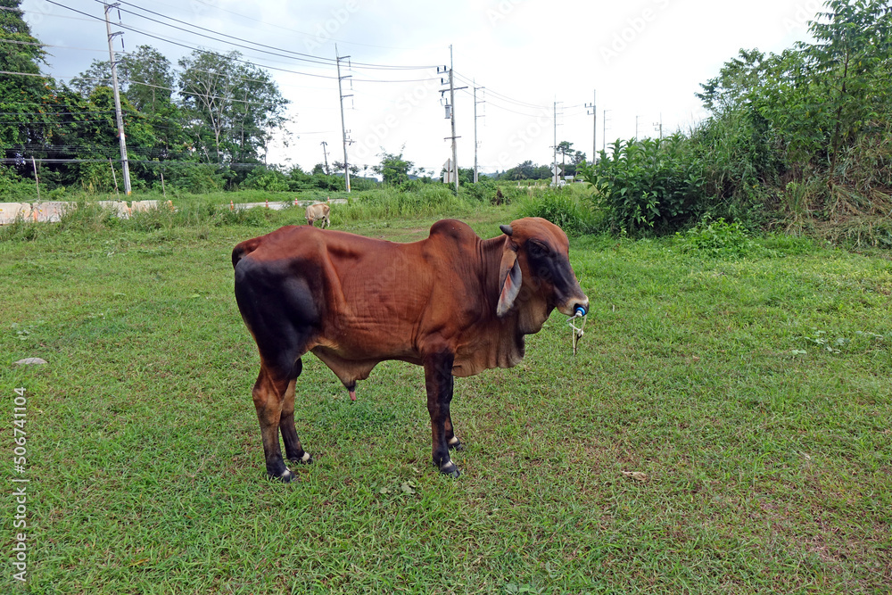 Beef cow. Thai domestic beef cow breed, selective focus Beef cow. Thai domestic beef cow breed, selective focus