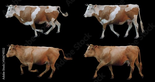 Set of red cow walking and running realistic animation. Isolated animal video including alpha channel allows to add background in post-production. Element for visual effects.