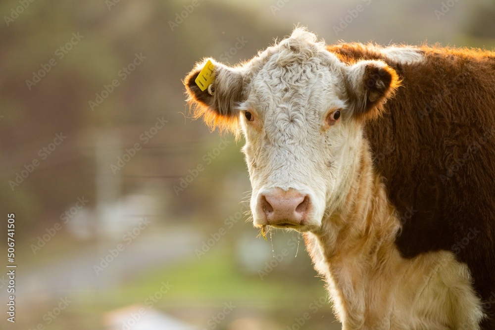 Portrait of Hereford cow in a field on a agricultural farm looking at camera. Sustainable beef cows