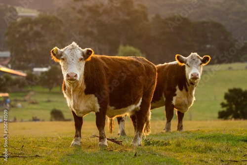 Cows and Cattle grazing in Australia	

