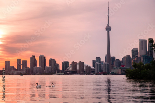 Summer sunset view from Toronto Islands across the Inner Harbour of the Lake Ontario on Downtown Toronto skyline with swans in the foreground