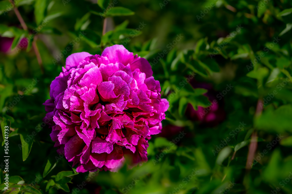 Fototapeta premium blooming peony