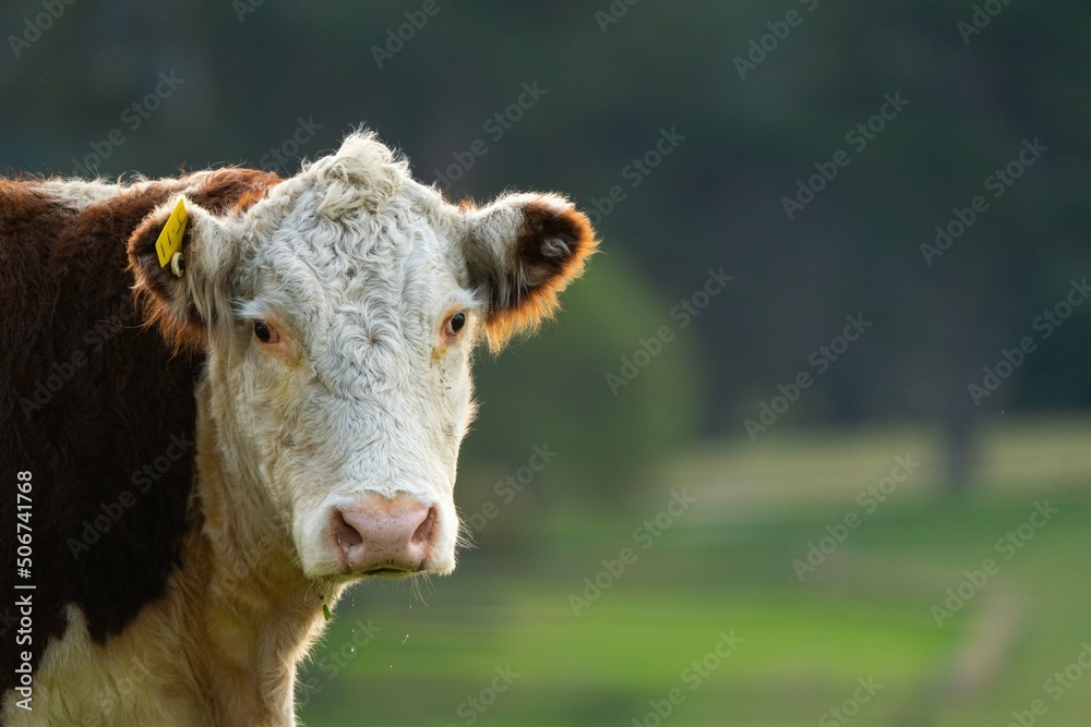 portrait of beef cattle and cow in Australia. portrait of beef cattle and cow in Australia.