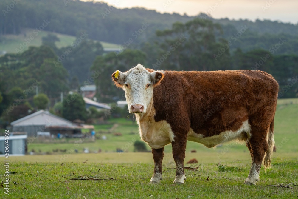 portrait of beef cattle and cow in Australia.