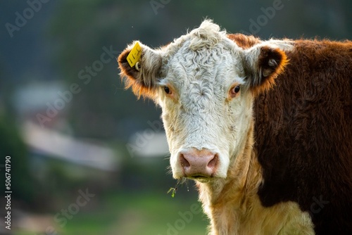 Cows and Cattle grazing in Australia	
 photo