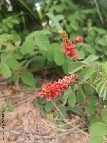 wild strawberry bush