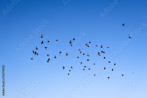 flock of birds against clear blue sky