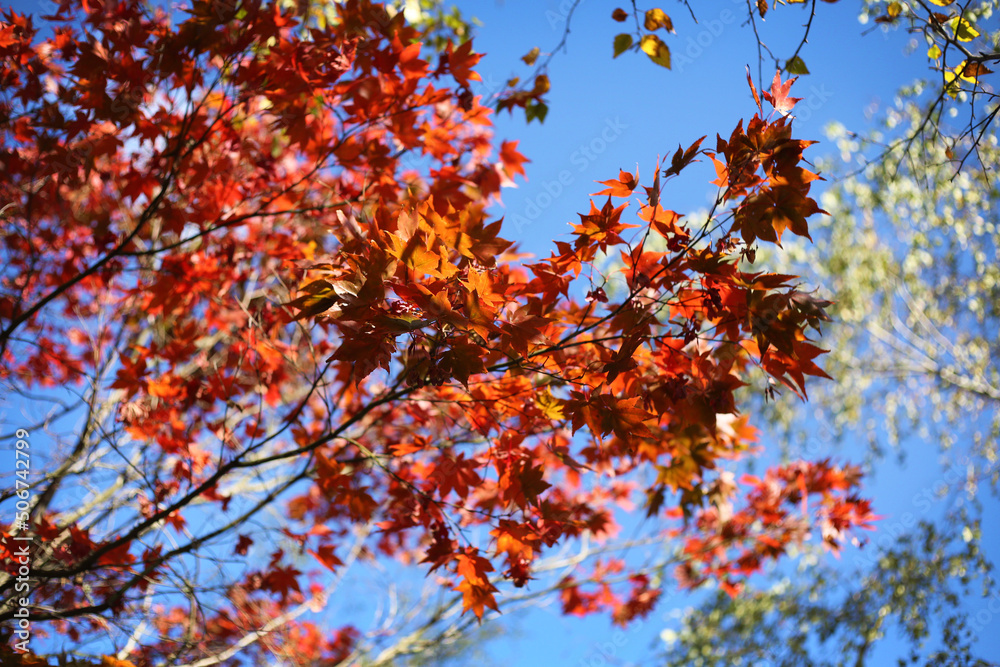 Autumn maple tree leaf landscape in Australia, red, green colours with sunlight and blue sky, close up seletive focus view