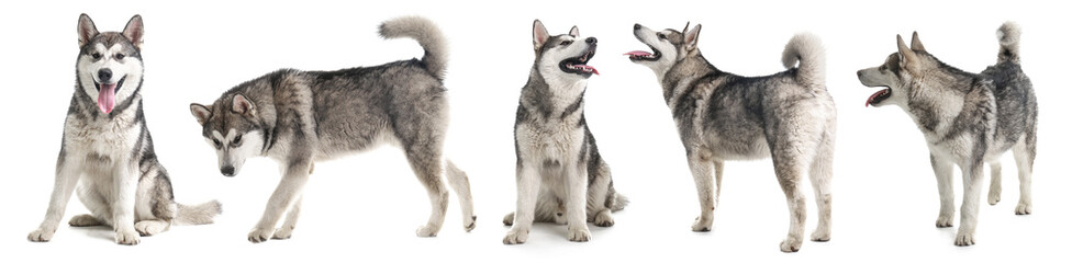 Collage with photos of cute dog on white background. Banner design