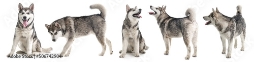 Canvas-taulu Collage with photos of cute dog on white background